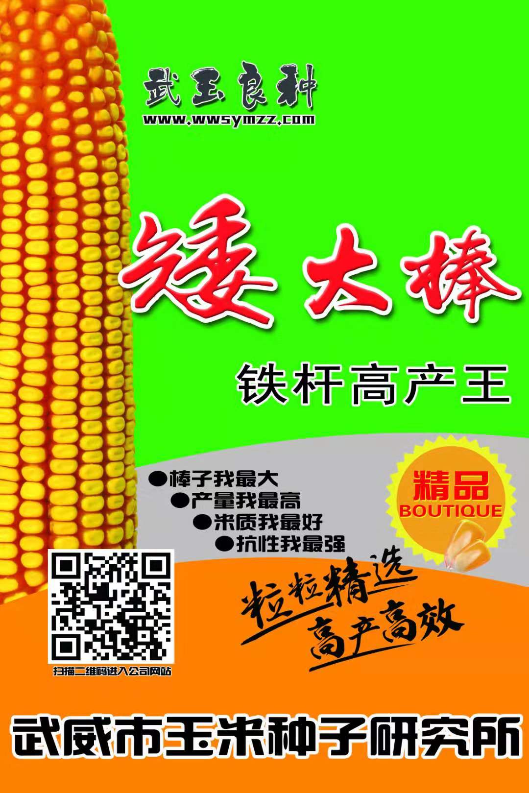 矮大棒-甘肃省武威市玉米种子研究所