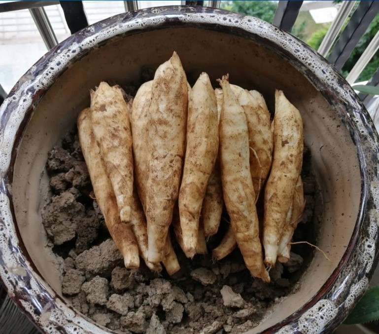 海丰县新鲜竹薯 竹芋冬薯冬芋冬笋苓薯菱薯煲汤