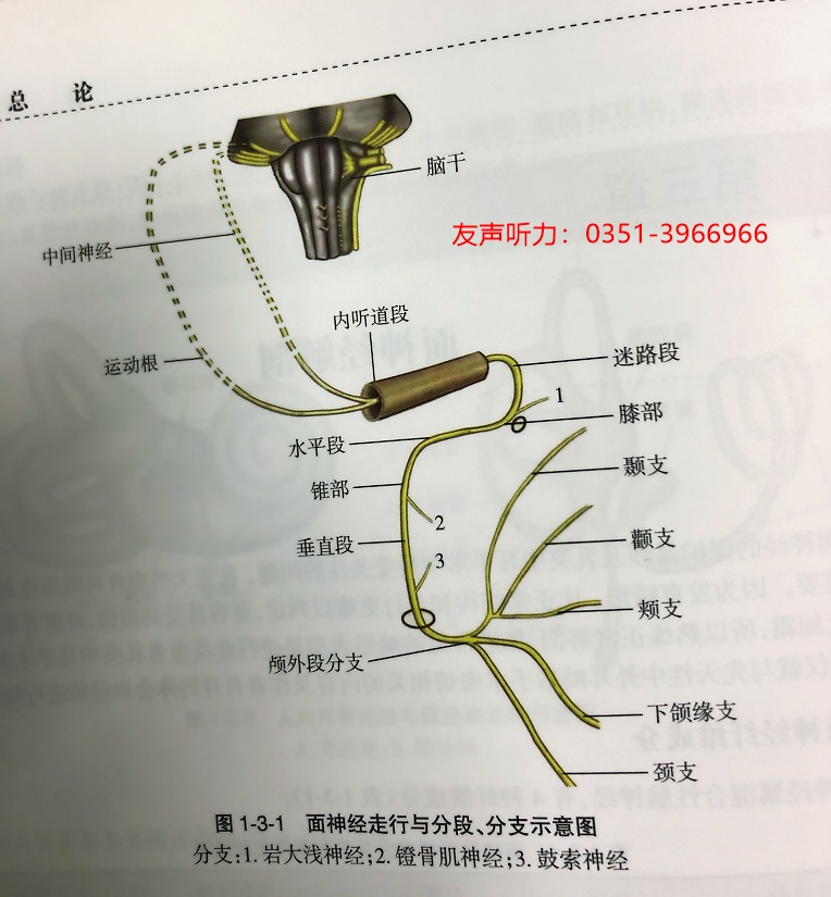 面神经解剖