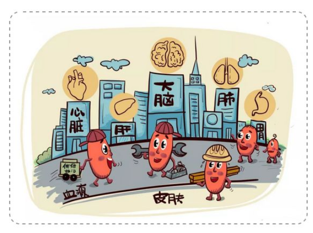 科普漫画:我们身体里的干细胞_干细胞储存_免疫细胞
