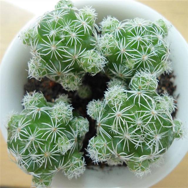 多肉品种  番杏科 多肉植物-白鸟    白鸟(学名: mammillaria