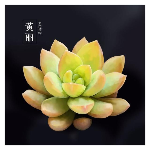 多肉植物-黄丽
