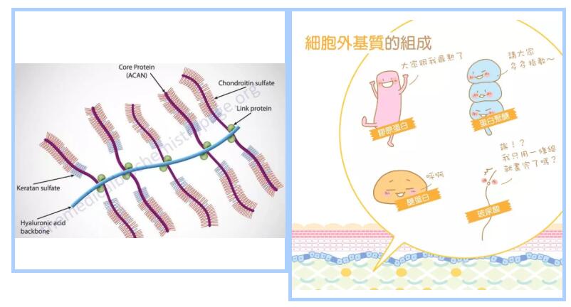 抗衰修复王炸成分——玻色因