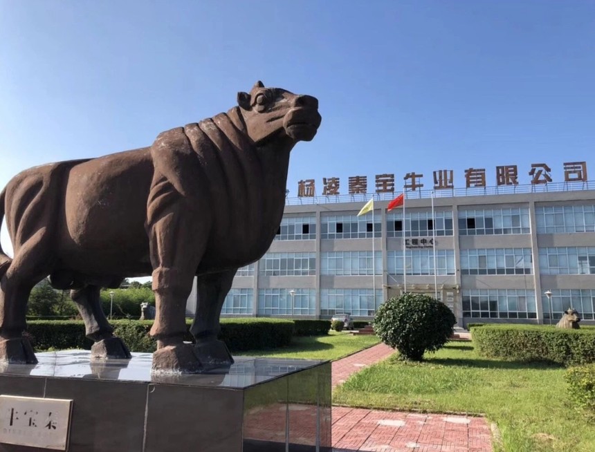 农高会期间,秦宝现代肉牛产业园接待了来自澳大利亚,重庆,甘肃
