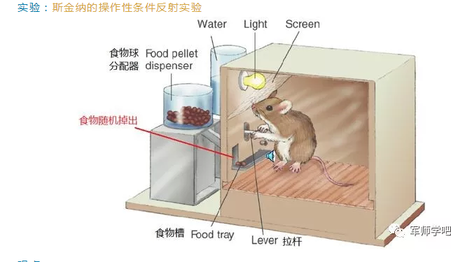 实验:斯金纳的操作性条件反射实验