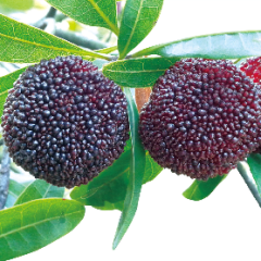 慈溪市横河欣颖杨梅园