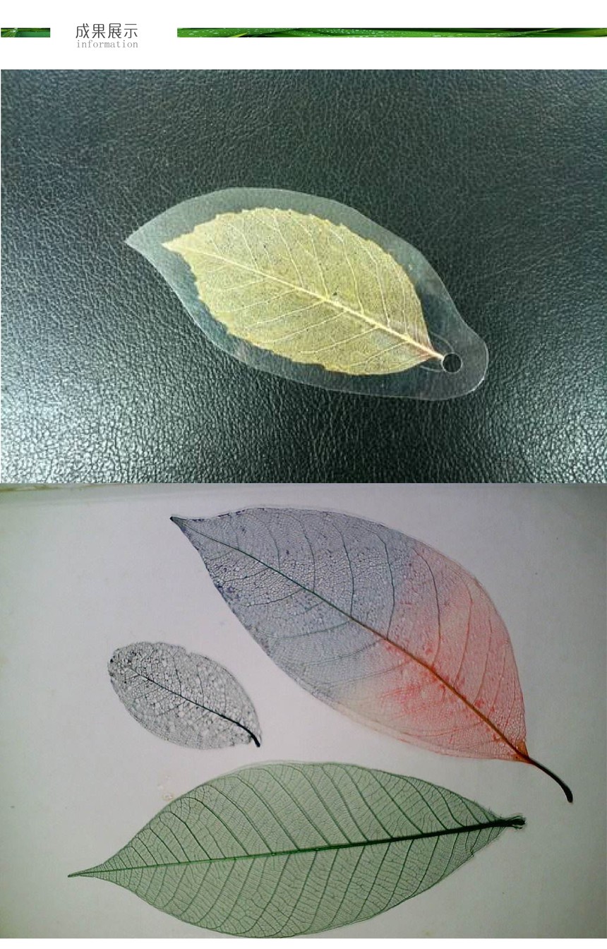 植物叶脉书签的制作试剂盒