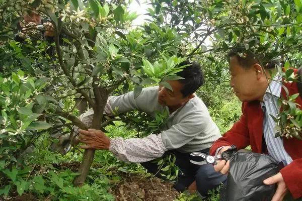 果园资讯  行业新闻 柑橘春季管理技术要点  4,受冻树修剪: 遵循适时