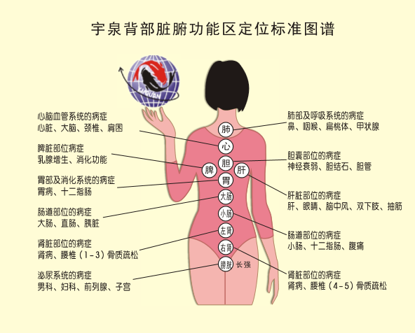 宇泉背诊标准图.png
