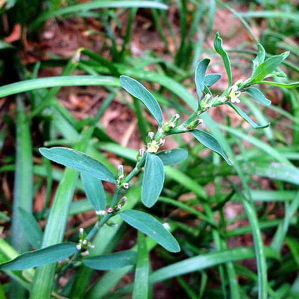 扁蓄,扁茿,畜辩,扁蔓,扁蓄,地扁蓄,编竹,扁畜,粉节草,道生草,扁竹,扁