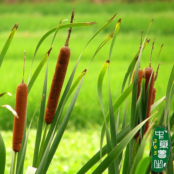 蒲棒花粉,蒲草黄,水蜡烛,毛蜡烛,蒲棒活血祛瘀 利尿消肿 凉血止血 性