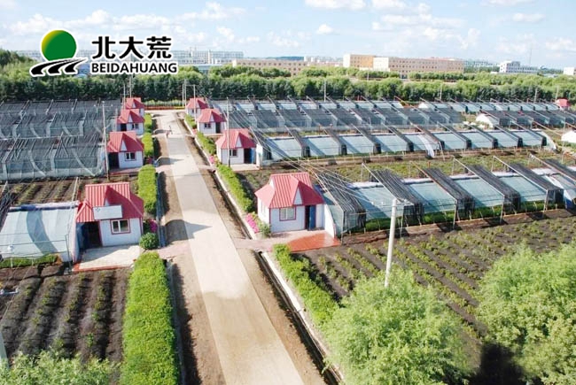 北大荒