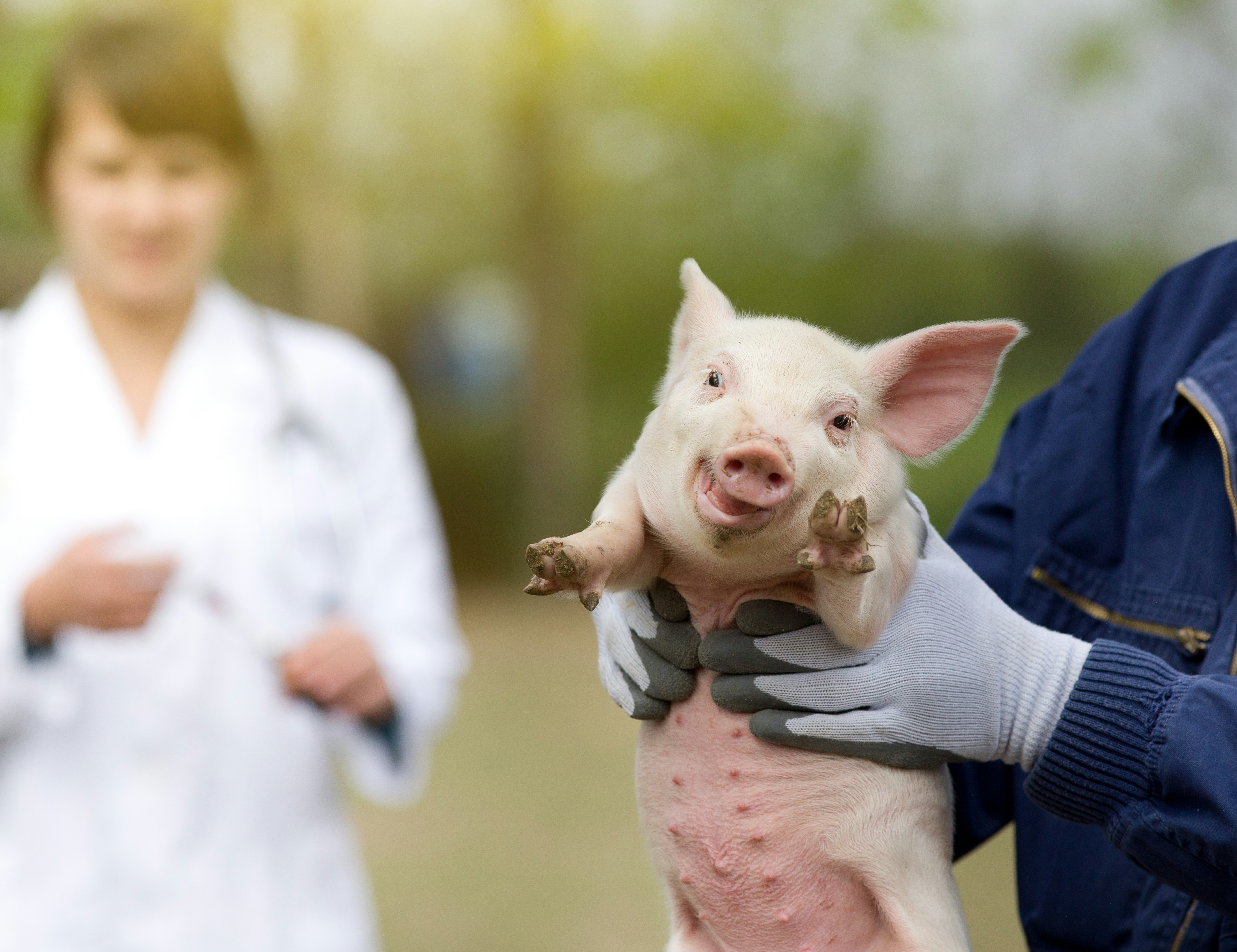 欧宝手机网页版
生猪养殖建设项目 环境影响评价公众参与第一次公示