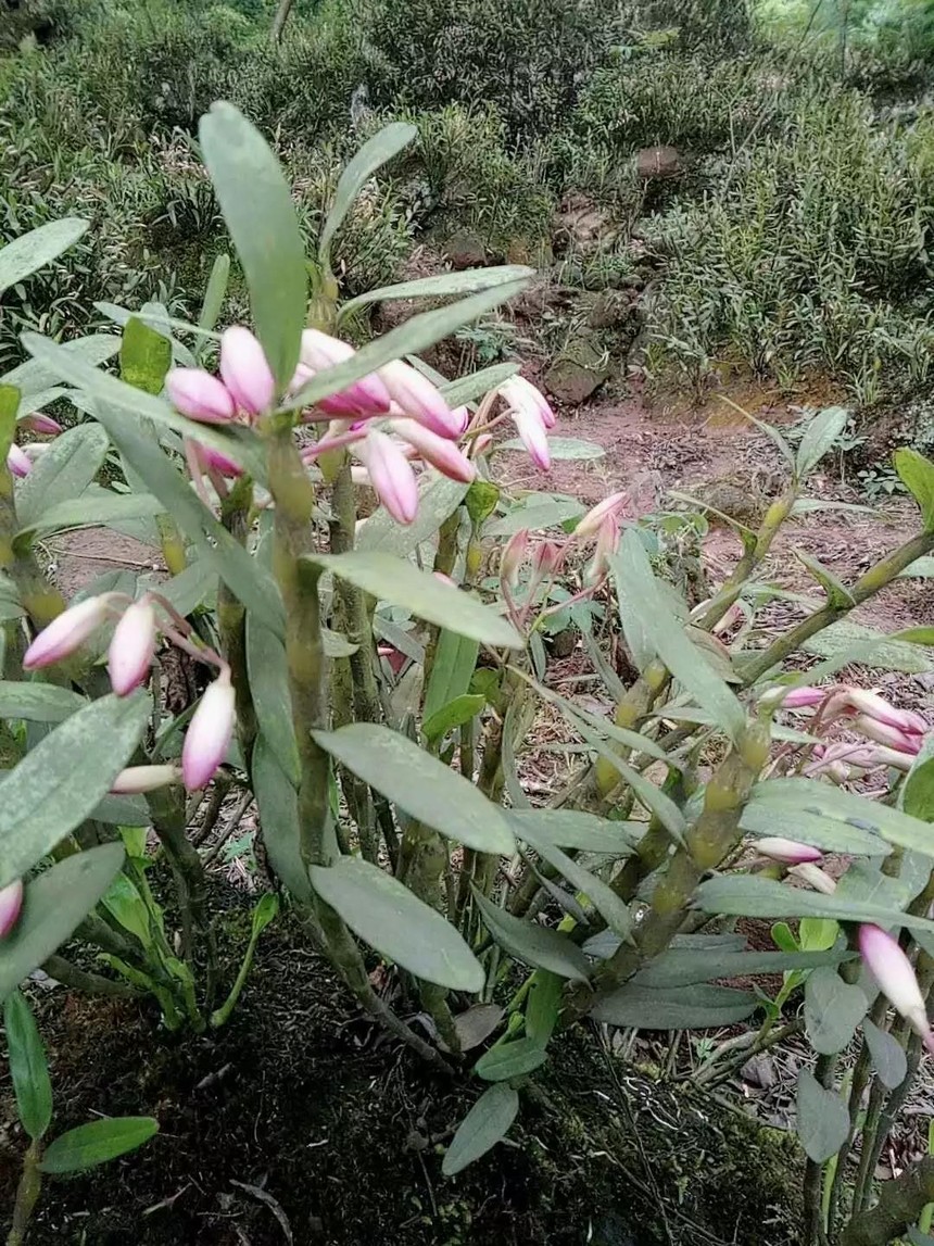 一花· 一叶 · 一赤水 | 金钗石斛,藏在大山里的珍宝!