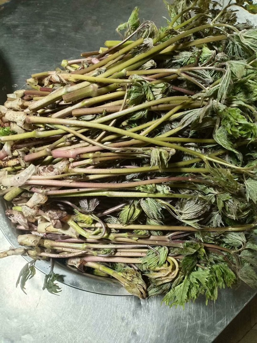 雾灵山农家院周边都有哪些野菜?