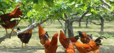 鸡笼,蛋鸡笼,养鸡设备-西平县宏兴牧业养殖设备有限公司