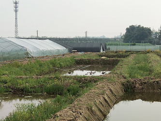 四川牛蛙苗