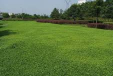成都草坪養(yǎng)護(hù)規(guī)范