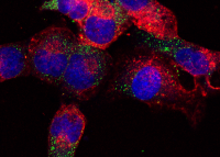 外泌體攝取實(shí)驗(yàn)技術(shù)服務(wù)