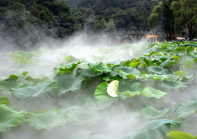 園林景觀造霧