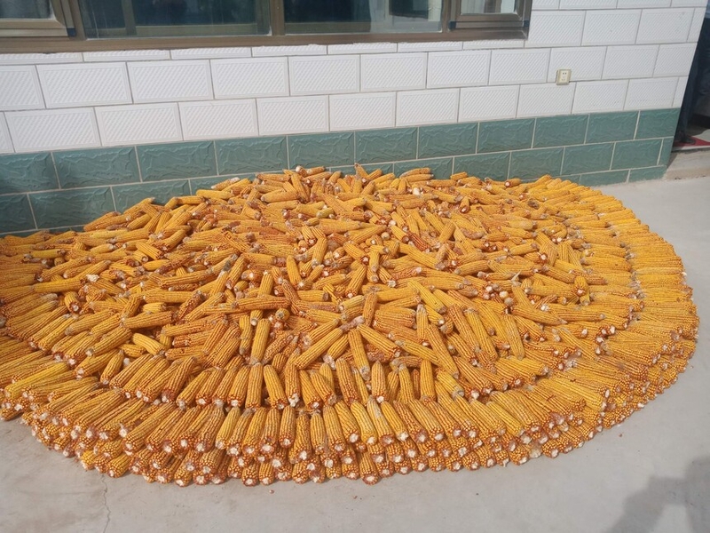 ���������أ��Ƽ���ũ�����׵������ڽڸߡ�