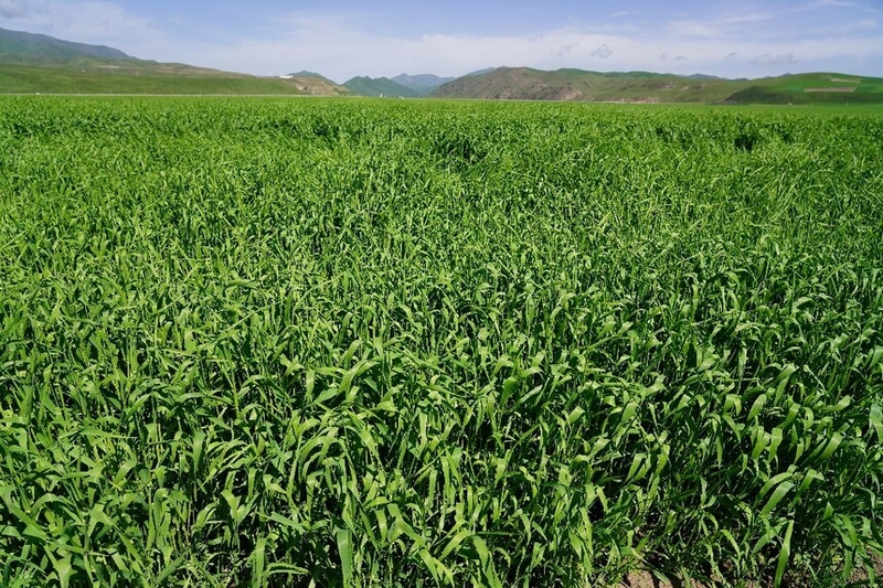 �����ĺ���ũ�������ø�ԭ���Ͳ�ҵ�����ա�ѹ��ʯ��