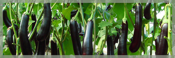 科學(xué)種植茄子,提高茄子坐果率?