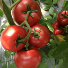 番茄富棚506