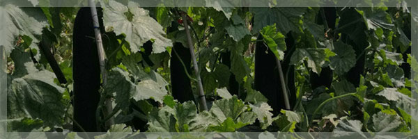 冬瓜管理好肥水獲高產(chǎn)