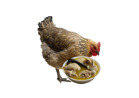 散養(yǎng)土雞