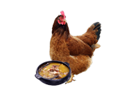 散養(yǎng)走地雞