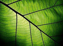 二氧化碳=燃料?