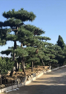 菊花碧桃