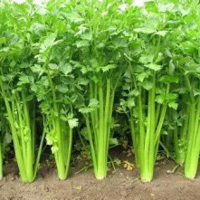 芹菜