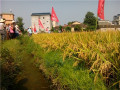 IMG_20150713_091528