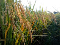 IMG_20141005_171839