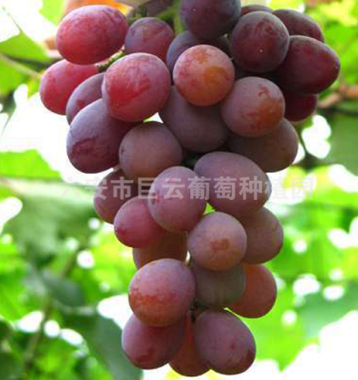 巨玫瑰 六安市巨云葡萄种植园
