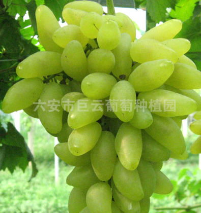 金手指葡萄 六安市巨云葡萄种植园