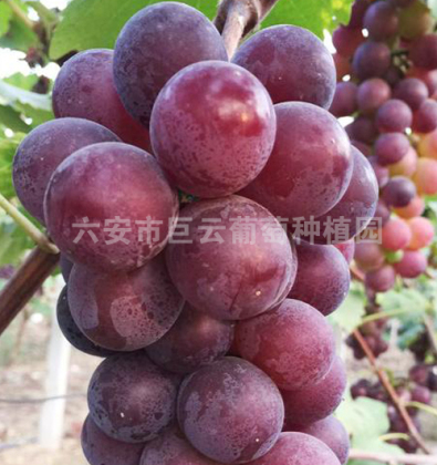 玫瑰香 六安市巨云葡萄种植园
