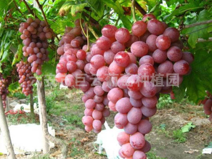 玫瑰香 六安市巨云葡萄种植园
