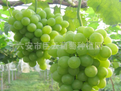 黄玉葡萄 六安市巨云葡萄种植园
