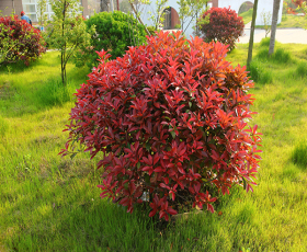 辦公區花園