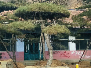 造型松批發(fā)基地