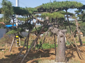 造型油松基地
