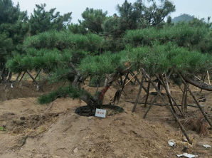 泰山迎客松基地