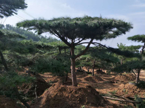泰山迎客松