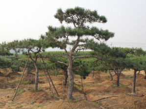 造型松樹(shù)