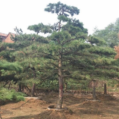 苗木中心 造型油松 造型黑松 莱芜造型松基地