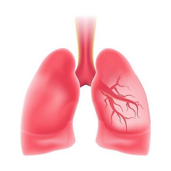 realistic-lung-eps10-illustration-free-vector.jpg