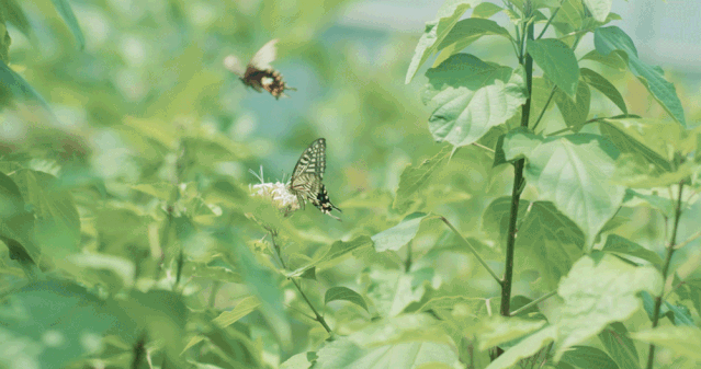 2.gif